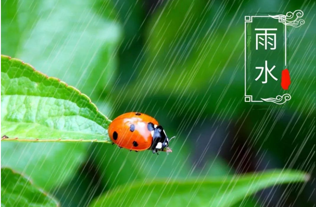 雨水之前的节气是什么 雨水前面是什么节气-图片1