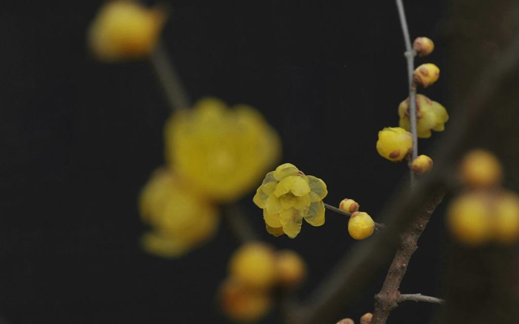 寒食节花朝节为什么没有了 中国有哪些被遗忘的节日