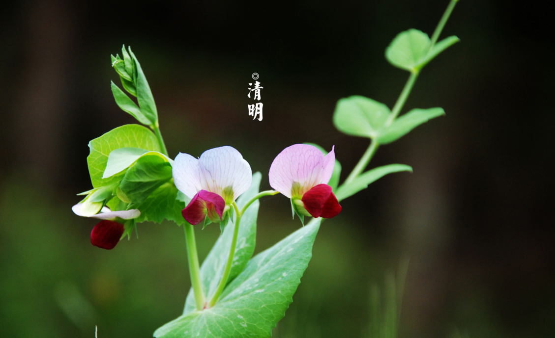 上坟插花的忌讳有哪些 上坟插花有什么说法