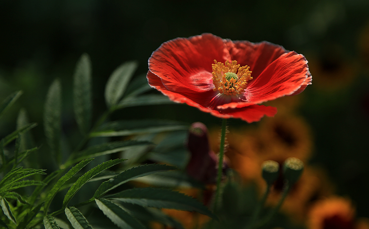 6月份的节日纪念日有哪些 6月份节日大全一览表