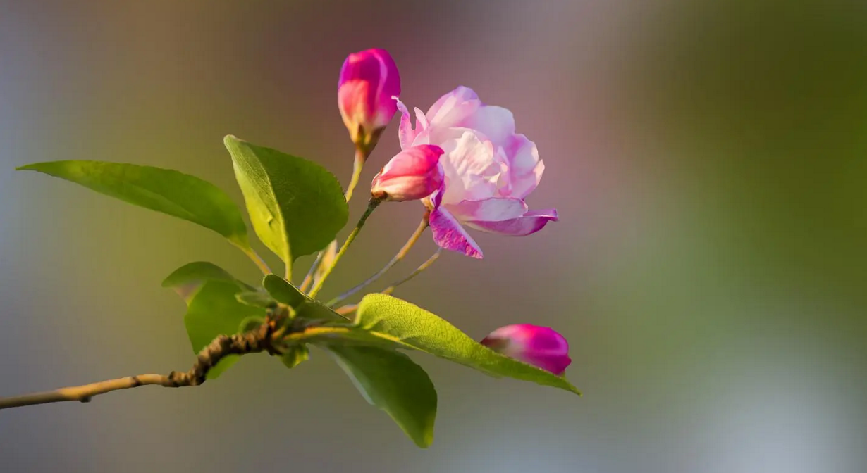 春天开的花都有什么花 春天最具代表性的花-图片2