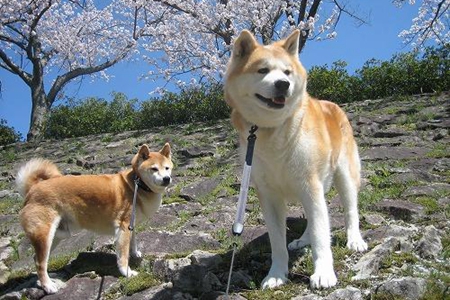 柴犬和秋田犬的区别 傻傻分不清楚-图片1