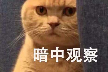 猫咪的道歉方法 如果出现就原谅它吧-图片1