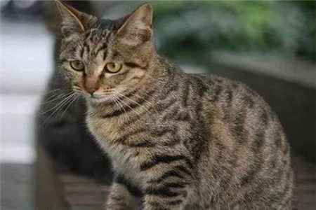 狸花猫为什么千万不能养 盘点五个常见的原因