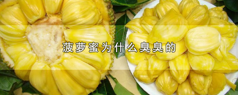 菠萝蜜为什么臭臭的