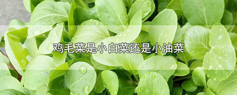 鸡毛菜是小白菜还是小油菜