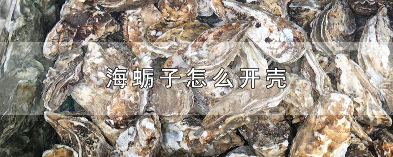 海蛎子怎么开壳