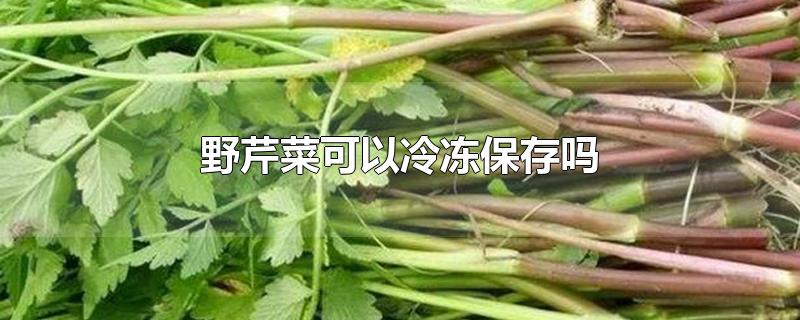 野芹菜可以放冰箱里的冷冻保存吗？