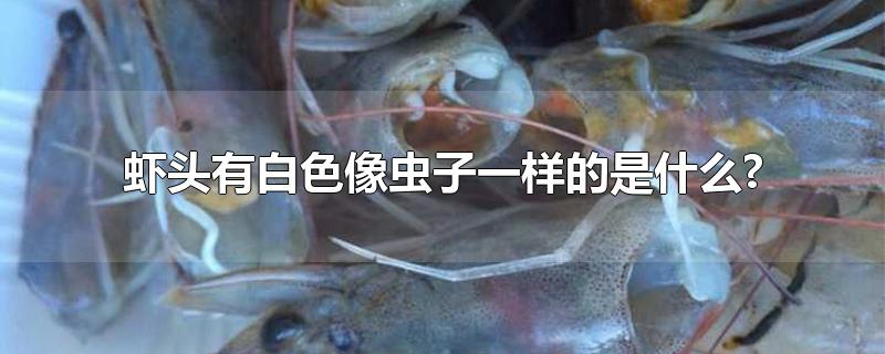 虾头有白色像虫子一样的是什么? 虾头有毒吗能吃吗？