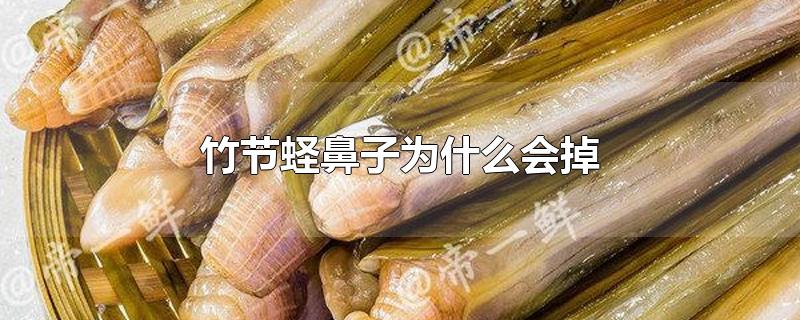 竹节蛏鼻子会掉吗?为什么会掉