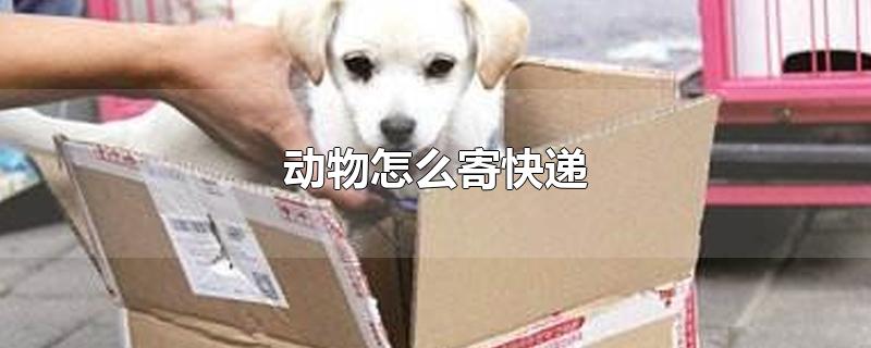 动物怎么寄快递 动物寄快递需要注意什么