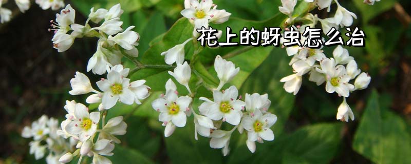 花上的蚜虫什么原因引起 花上的蚜虫怎么治