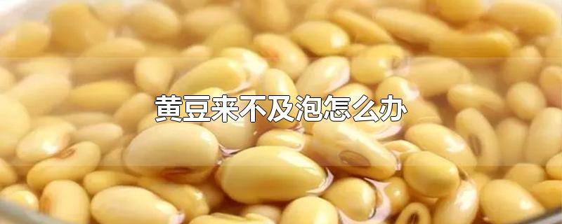 黄豆来不及泡怎么办?黄豆来不及泡能煮下吗?