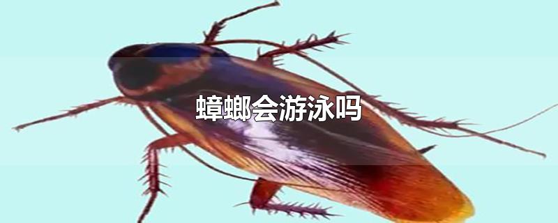 蟑螂会游泳吗 蟑螂会咬人吗