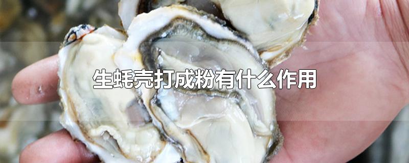 生蚝壳打成粉有什么作用 生蚝壳的功效与作用