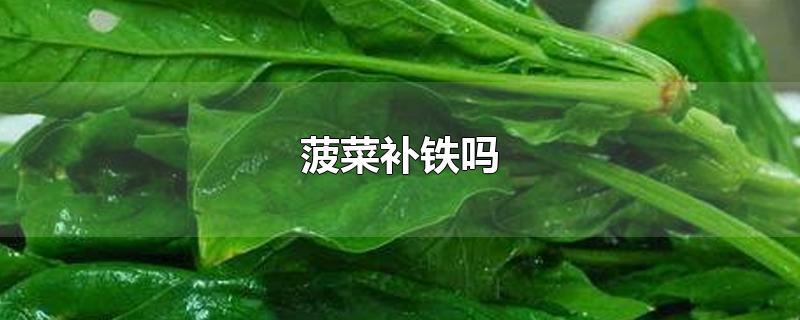 菠菜补铁吗 菠菜的功效与作用