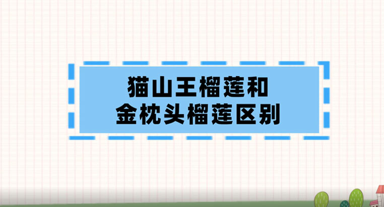 猫山王榴莲和金枕头榴莲有什么区别？猫山王榴莲和金枕头榴莲哪个好吃？