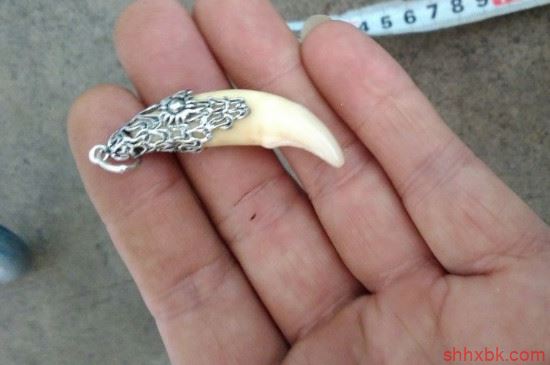 狼牙有什么讲究 狼牙忌讳什么东西-图片2